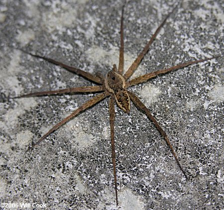 Dolomedes vittatus (Fishing Spider)