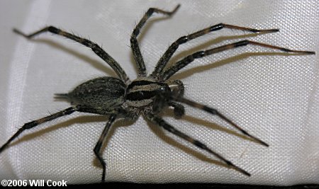 Carolina Wolf Spider  South Carolina Encyclopedia