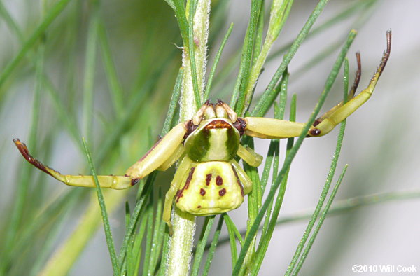 Misumenoides formosipes (Whitebanded Crab Spider)