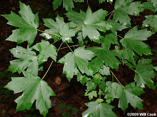 Southern Sugar Maple (Acer barbatum, Acer floridanum)