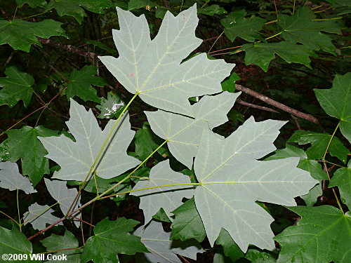Southern Sugar Maple (Acer floridanum)
