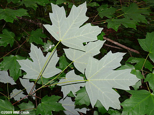 Southern Sugar Maple (Acer barbatum, Acer floridanum)