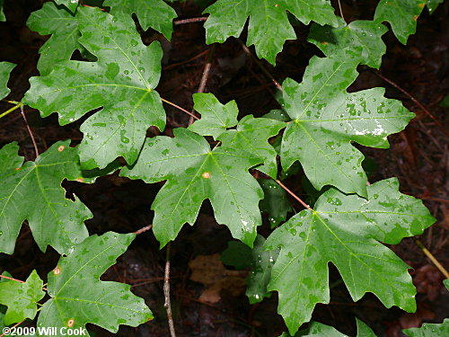 Southern Sugar Maple (Acer barbatum, Acer floridanum)