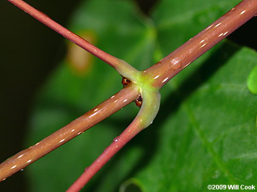 Southern Sugar Maple (Acer barbatum, Acer floridanum)