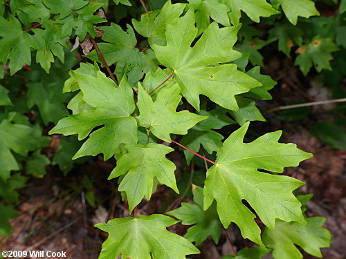 Southern Sugar Maple (Acer barbatum, Acer floridanum)