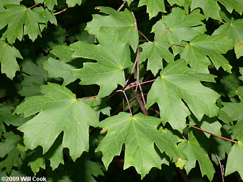 Southern Sugar Maple (Acer barbatum, Acer floridanum)