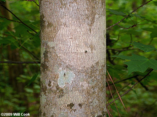 Southern Sugar Maple (Acer barbatum, Acer floridanum)