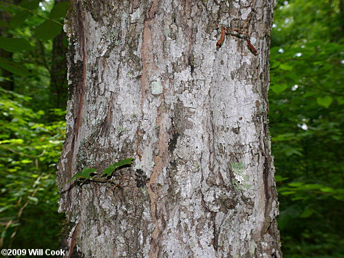 Southern Sugar Maple (Acer barbatum, Acer floridanum)