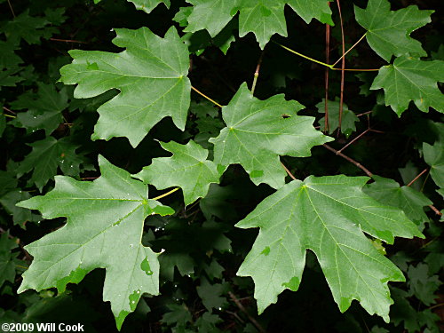 Southern Sugar Maple (Acer barbatum, Acer floridanum)