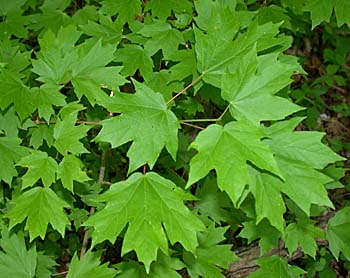 Southern Sugar Maple (Acer barbatum, Acer floridanum)