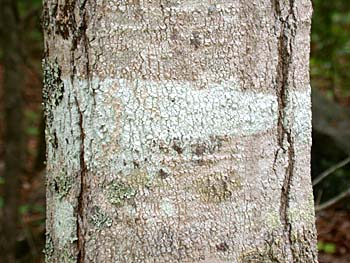 Southern Sugar Maple (Acer barbatum, Acer floridanum)