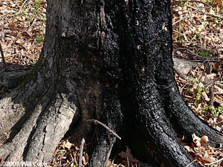 Southern Sugar Maple (Acer barbatum, Acer floridanum) bark