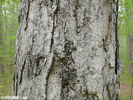 Southern Sugar Maple (Acer barbatum, Acer floridanum) bark