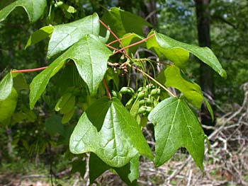 Southern Sugar Maple (Acer barbatum, Acer floridanum)