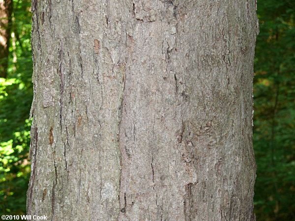 Southern Sugar Maple (Acer barbatum, Acer floridanum) bark