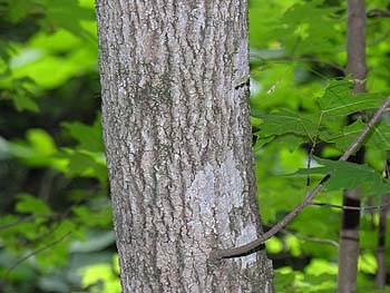 Chalk Maple (Acer leucoderme)