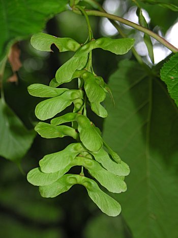 Striped Maple (Acer pensylvanicum) samaras