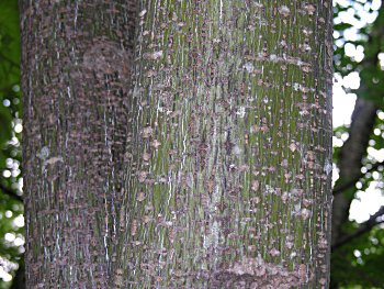 Striped Maple (Acer pensylvanicum) bark
