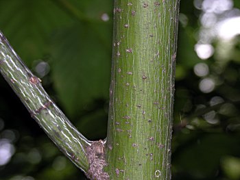 Striped Maple (Acer pensylvanicum) bark