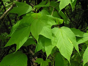 Striped Maple (Acer pensylvanicum) leaves