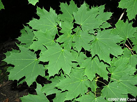 Norway Maple (Acer platanoides) leaves