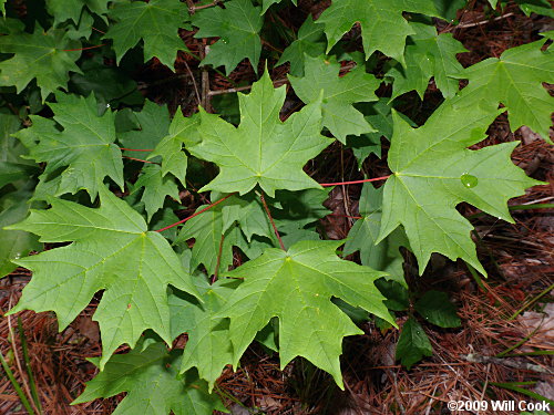scientific name for sugar maple leaf scientific name for sugar maple leaf