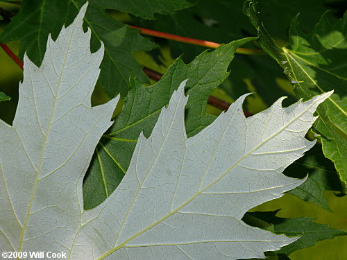 Silver Maple (Acer saccharinum) leaves