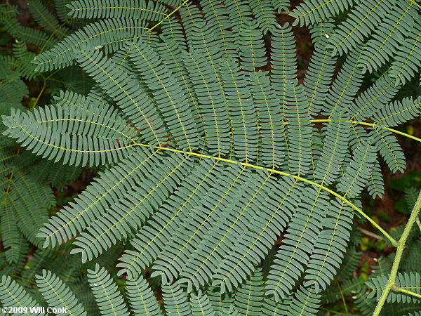 Silktree Mimosa (Albizia julibrissin)