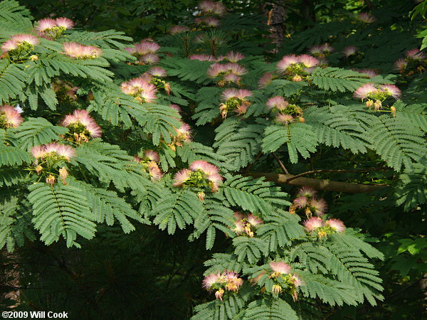 Silktree x Kalkora Mimosa (Albizia julibrissin x kalkora)