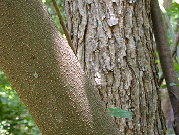 Silktree Mimosa (Albizia julibrissin)