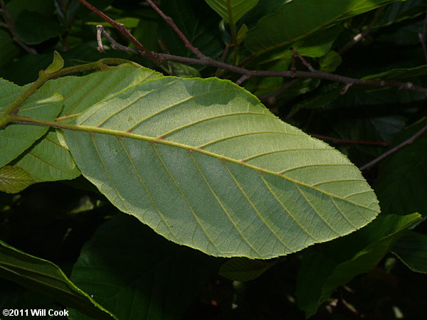 Hazel Alder (Alnus serrulata) leaves