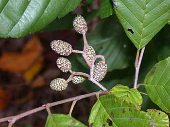 Hazel Alder (Alnus serrulata) fruits