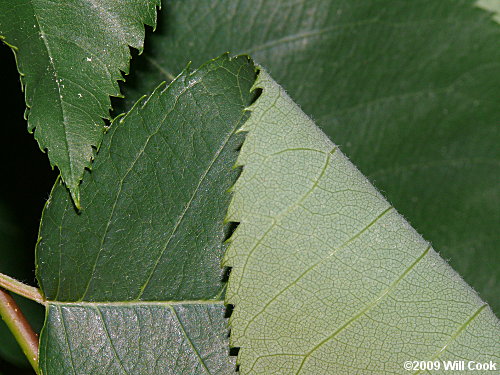 Common Serviceberry (Amelanchier arborea) leaf