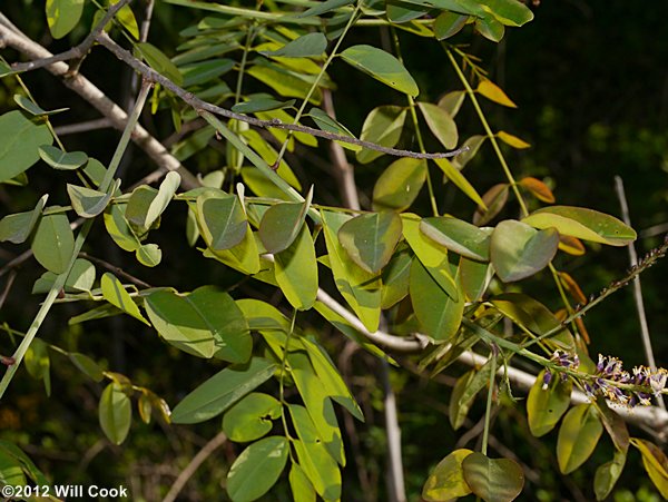 Appalachian Indigo-bush (Amorpha glabra)
