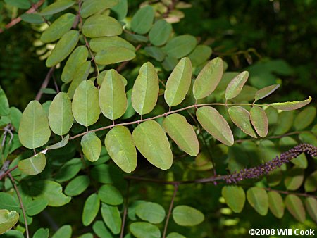Appalachian Indigo-bush (Amorpha glabra)