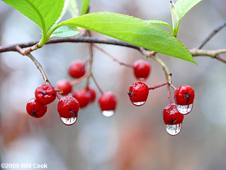 Red Chokeberry (Aronia arbutifolia) fruit