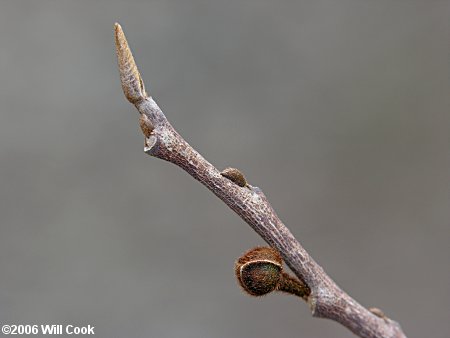 Pawpaw (Asimina triloba) buds