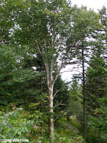 Mountain Paper Birch (Betula cordifolia) leaves