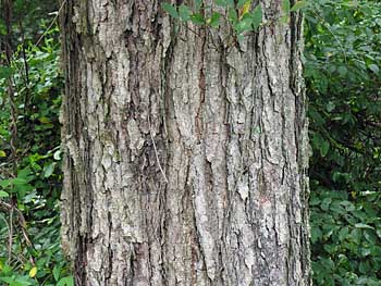 River Birch (Betula nigra) bark