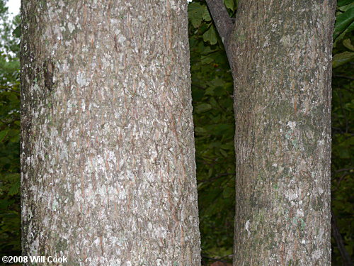 Bitternut Hickory (Carya cordiformis)