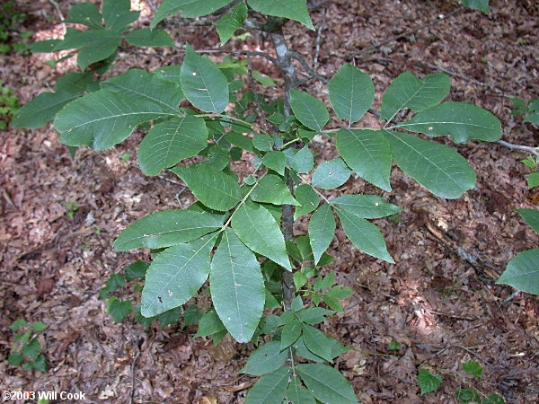 Carolina Shagbark Hickory (Carya carolinae-septentrionalis) leaves