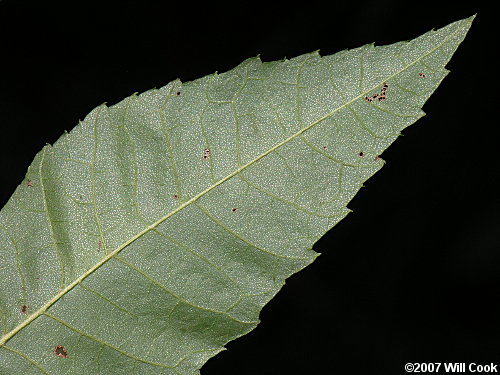 Nutmeg Hickory (Carya myristiciformis) lepidote scales
