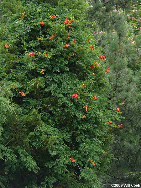 Trumpet Creeper (Campsis radicans)