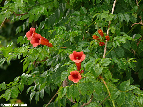 Trumpet Creeper (Campsis radicans) fruit