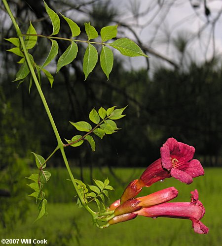 Trumpet Creeper Vine