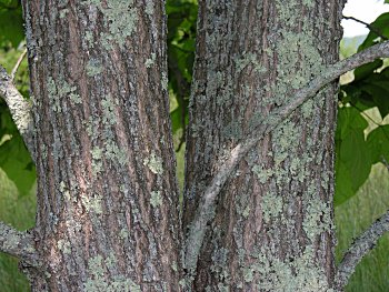 Northern Catalpa, Catawba Tree (Catalpa speciosa) bark