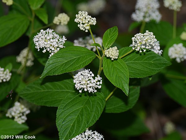 New Jersey Tea (Ceanothus americanus)