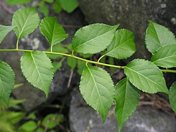 American Bittersweet (Celastrus scandens)