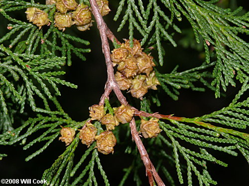 Atlantic Whitecedar (Chamaecyparis thyoides)