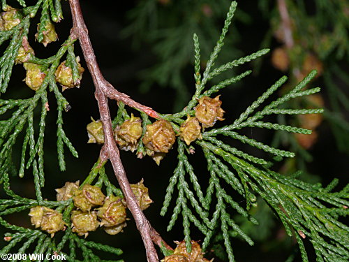 Atlantic Whitecedar (Chamaecyparis thyoides)